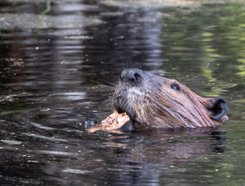 Beaver eating cattail root
