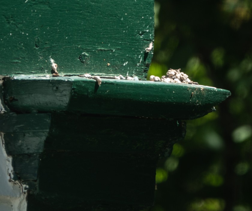 Phoebe, just fledging or fledged today