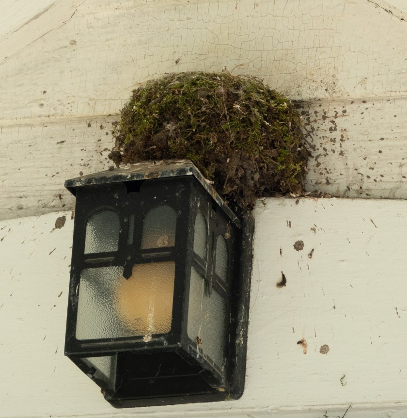 Phoebe, just fledging or fledged today