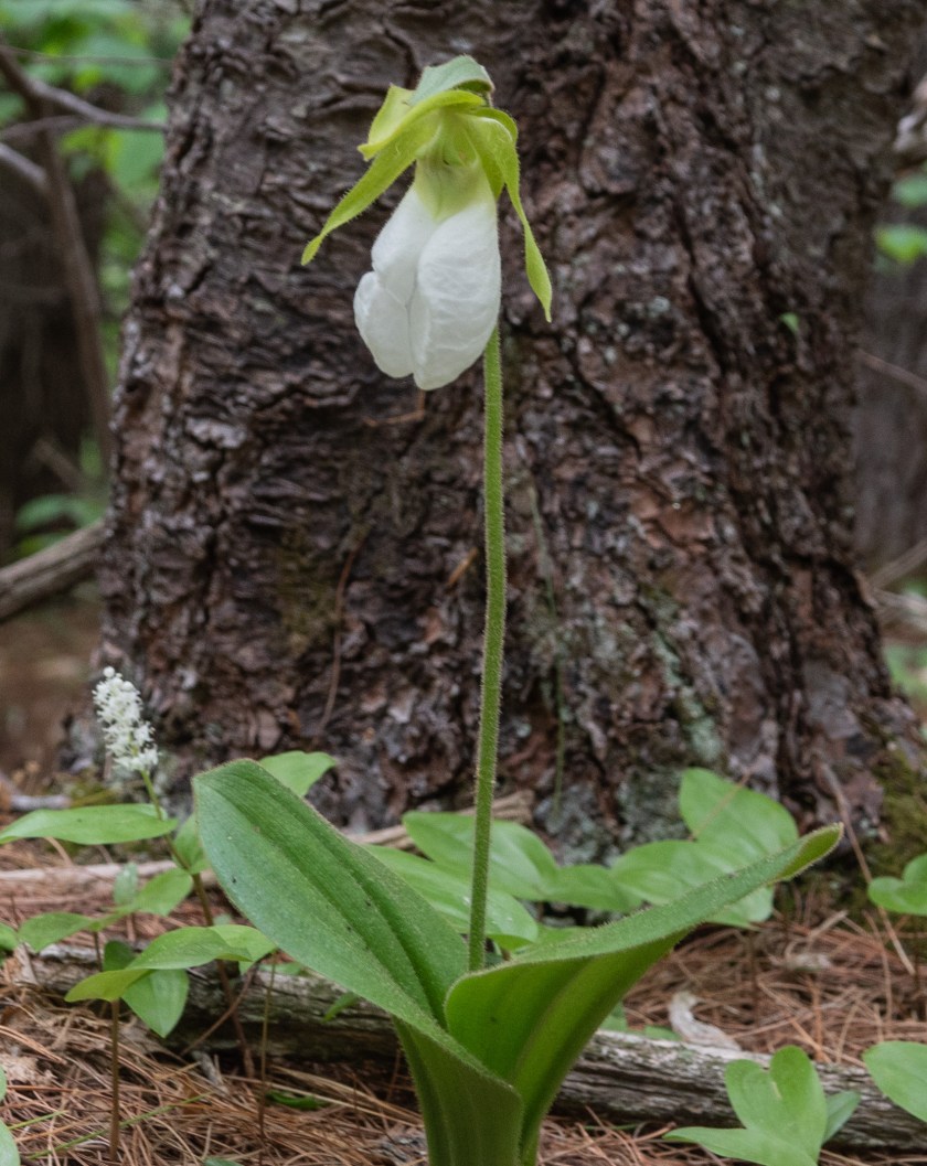 Pink Lady's Slipper orchids Slipper
