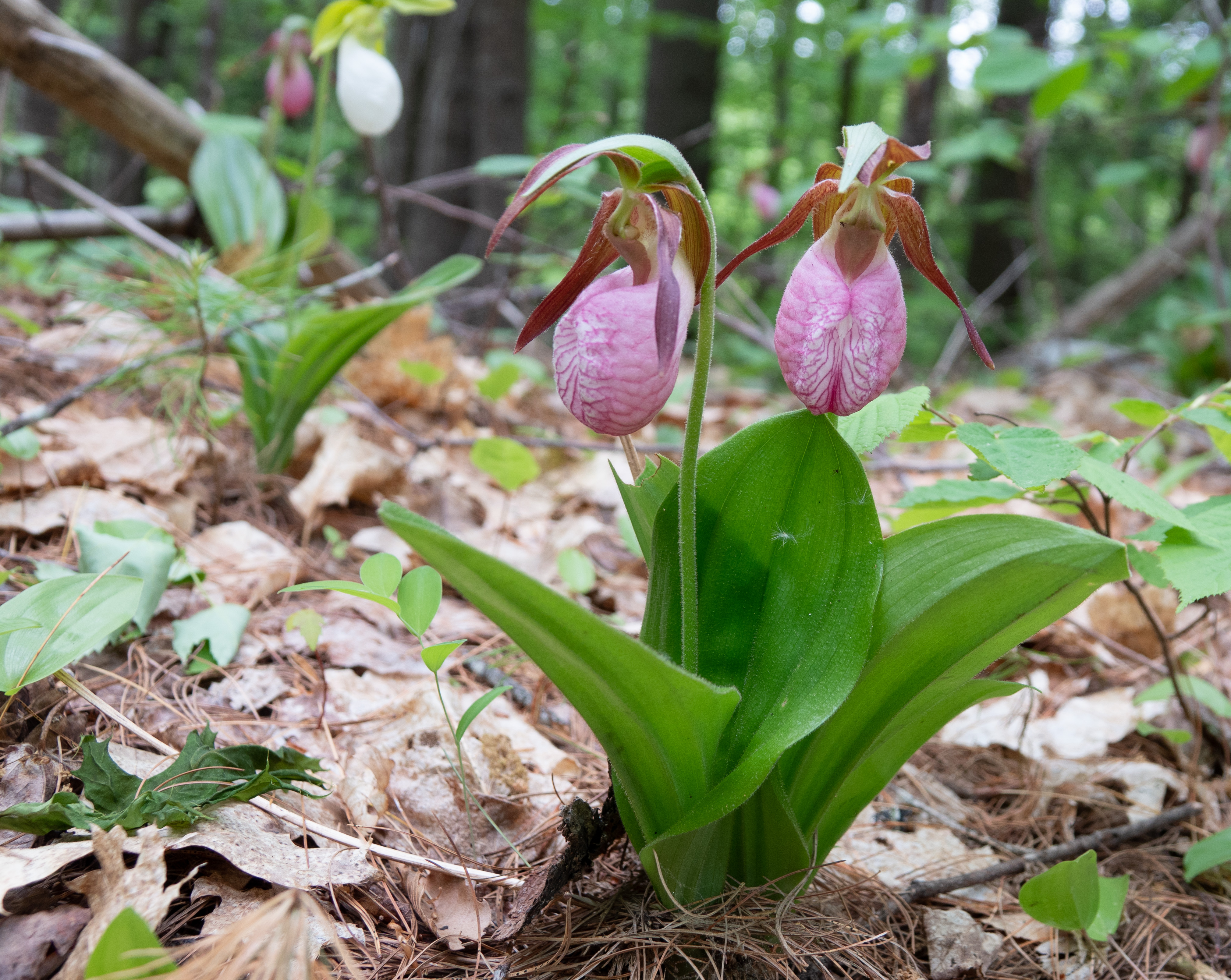 Pink Lady's Slipper orchids Slipper