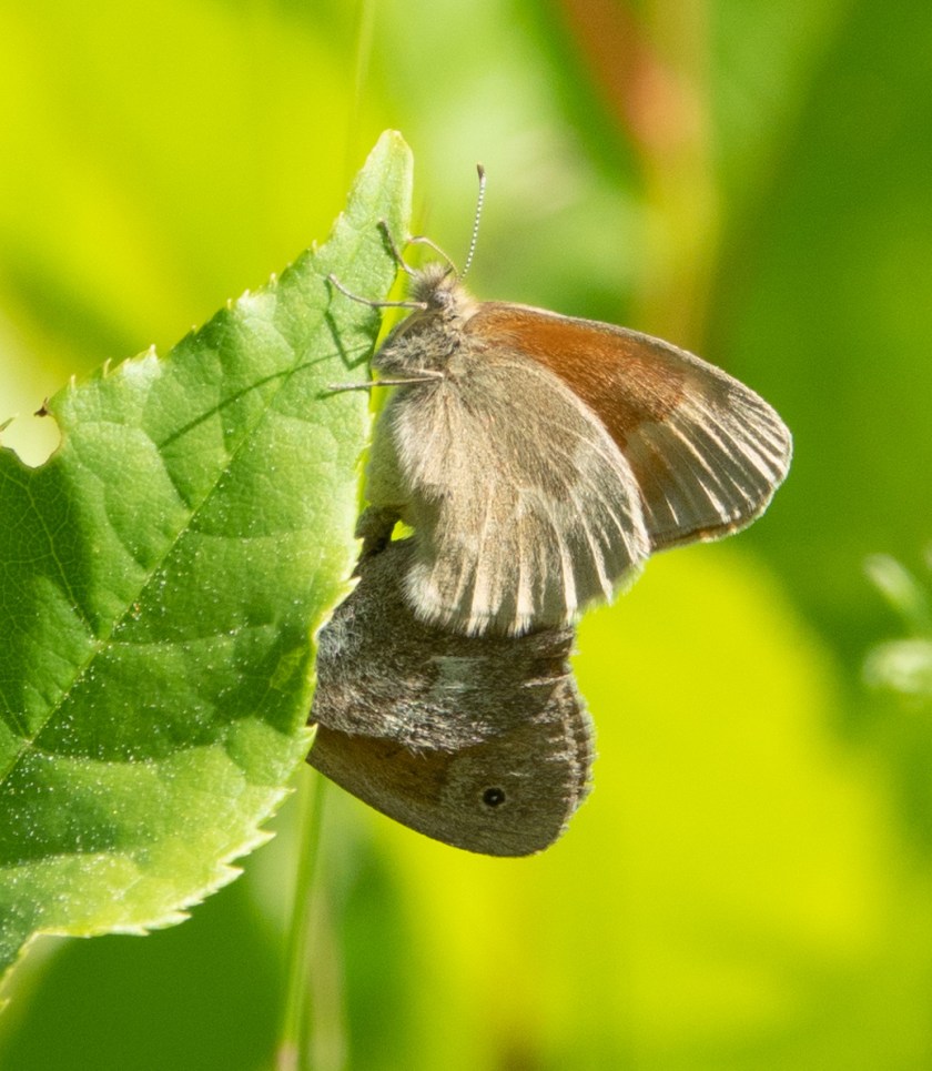 Inornate Ringlet