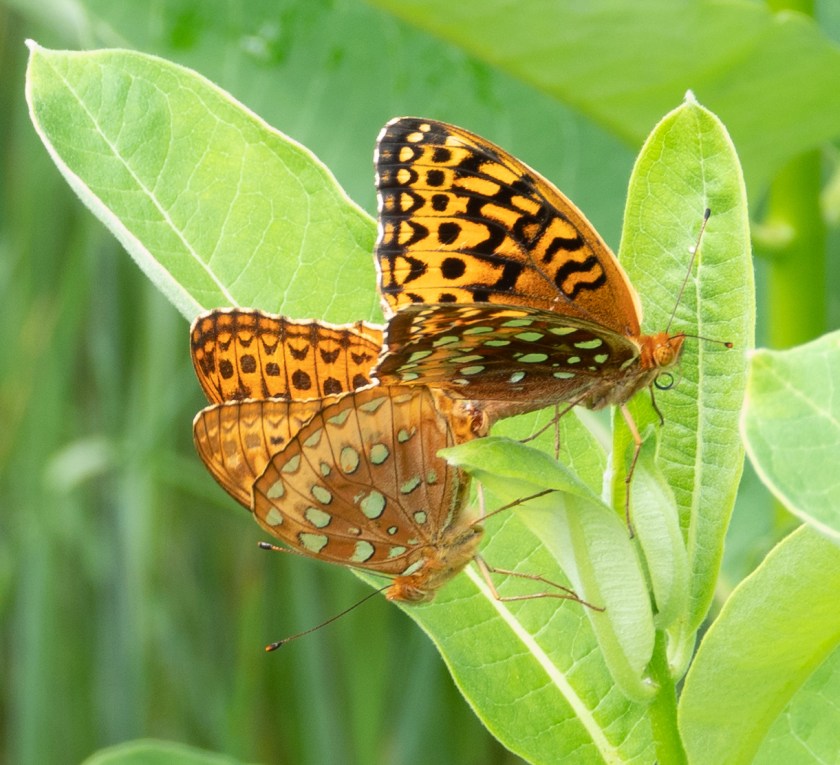 Great Spangled Fritillary