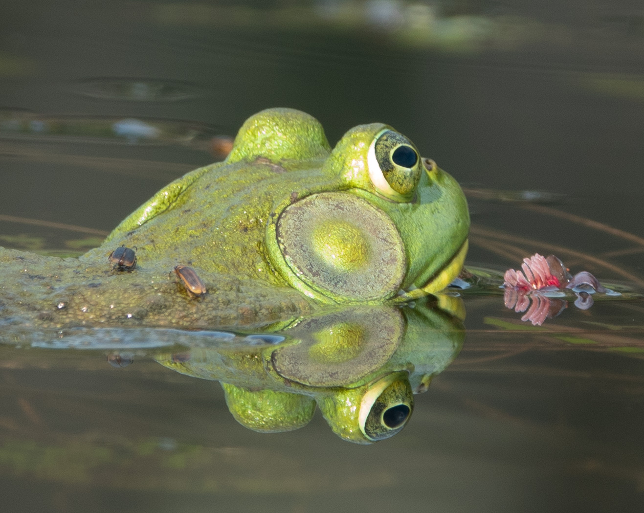 American Bullfrog