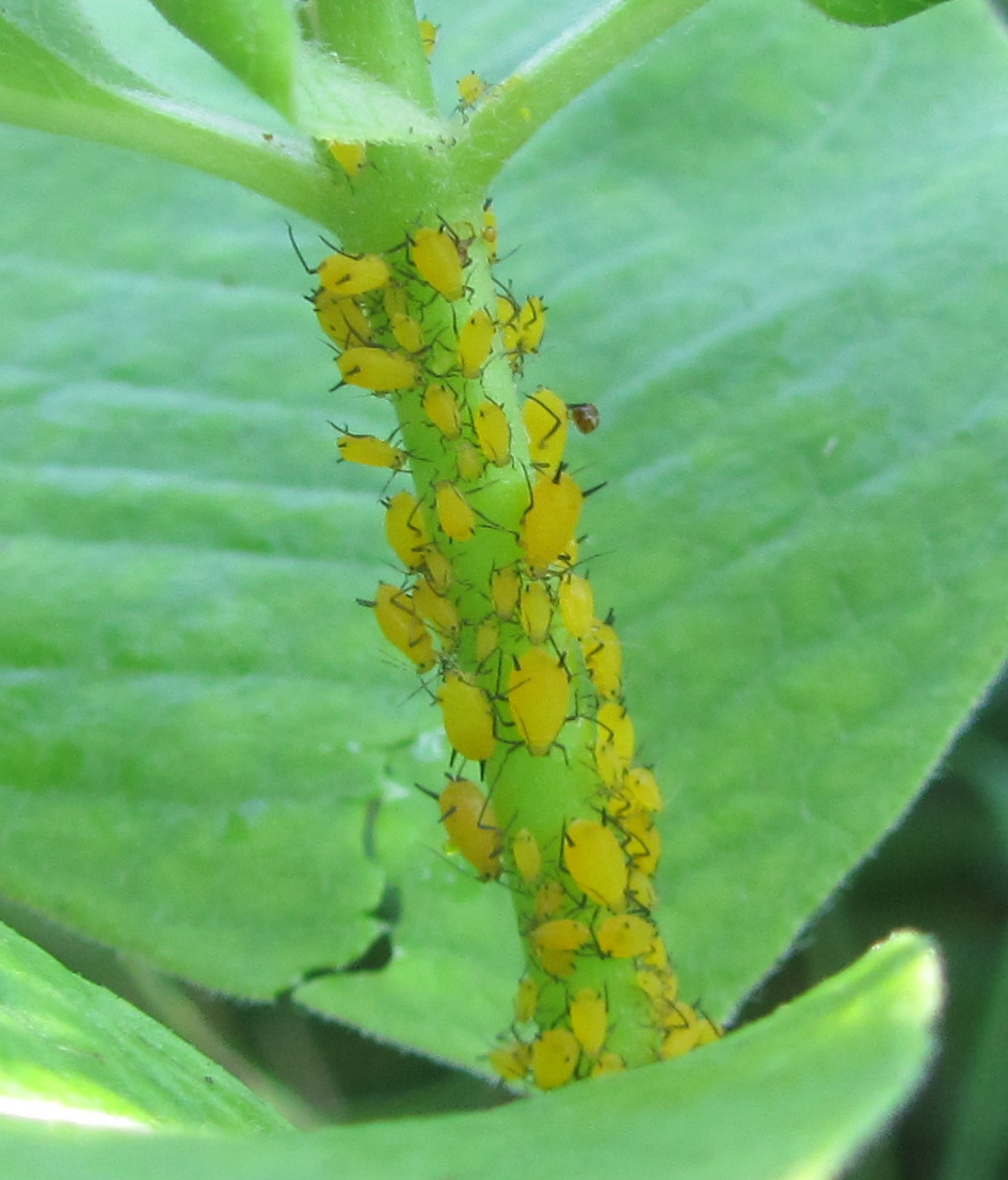 aphids