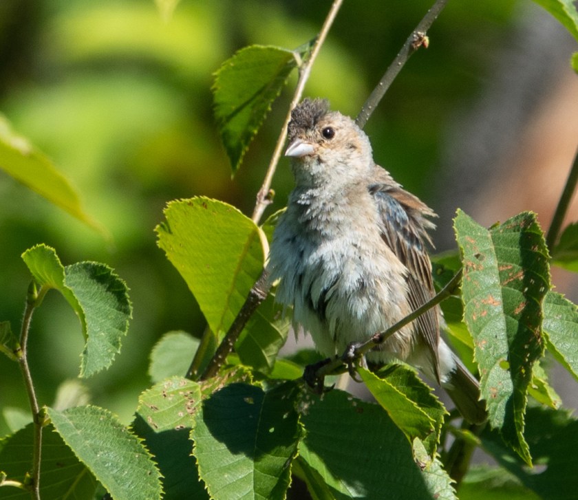 Juvenile indigo bunting