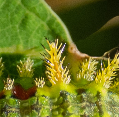 euclea delphinii,  spiny oak slug.