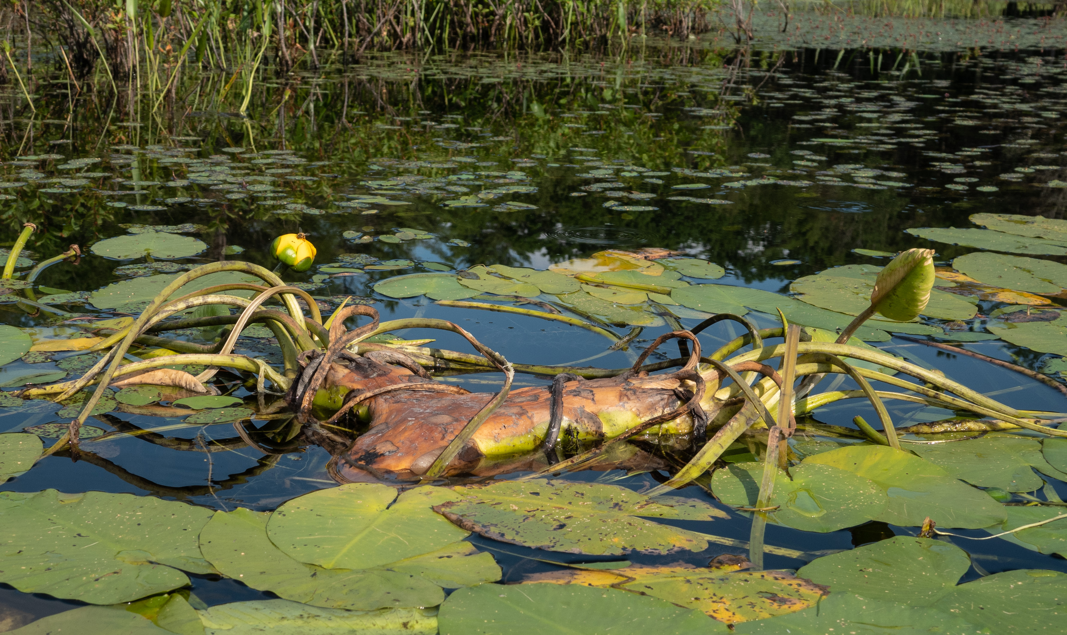 Spatterdock root eatern by beavers
