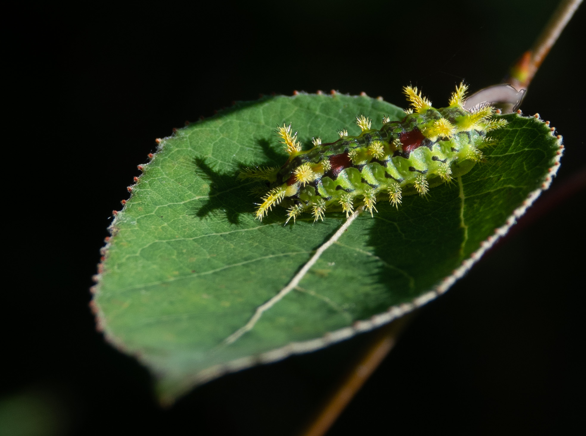 Yip John A Segur West