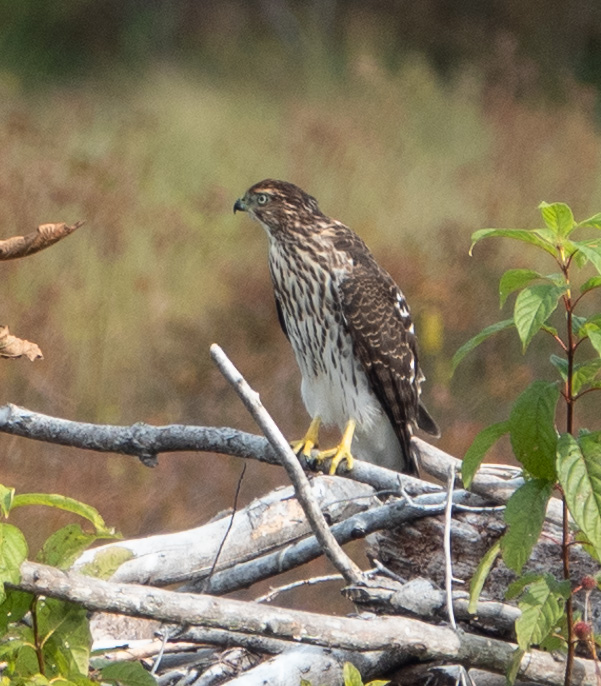 Hawking – Eyes on the Wild