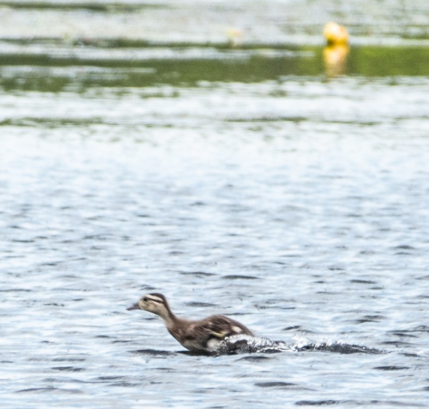 This image has an empty alt attribute; its file name is dsc08122.jpg