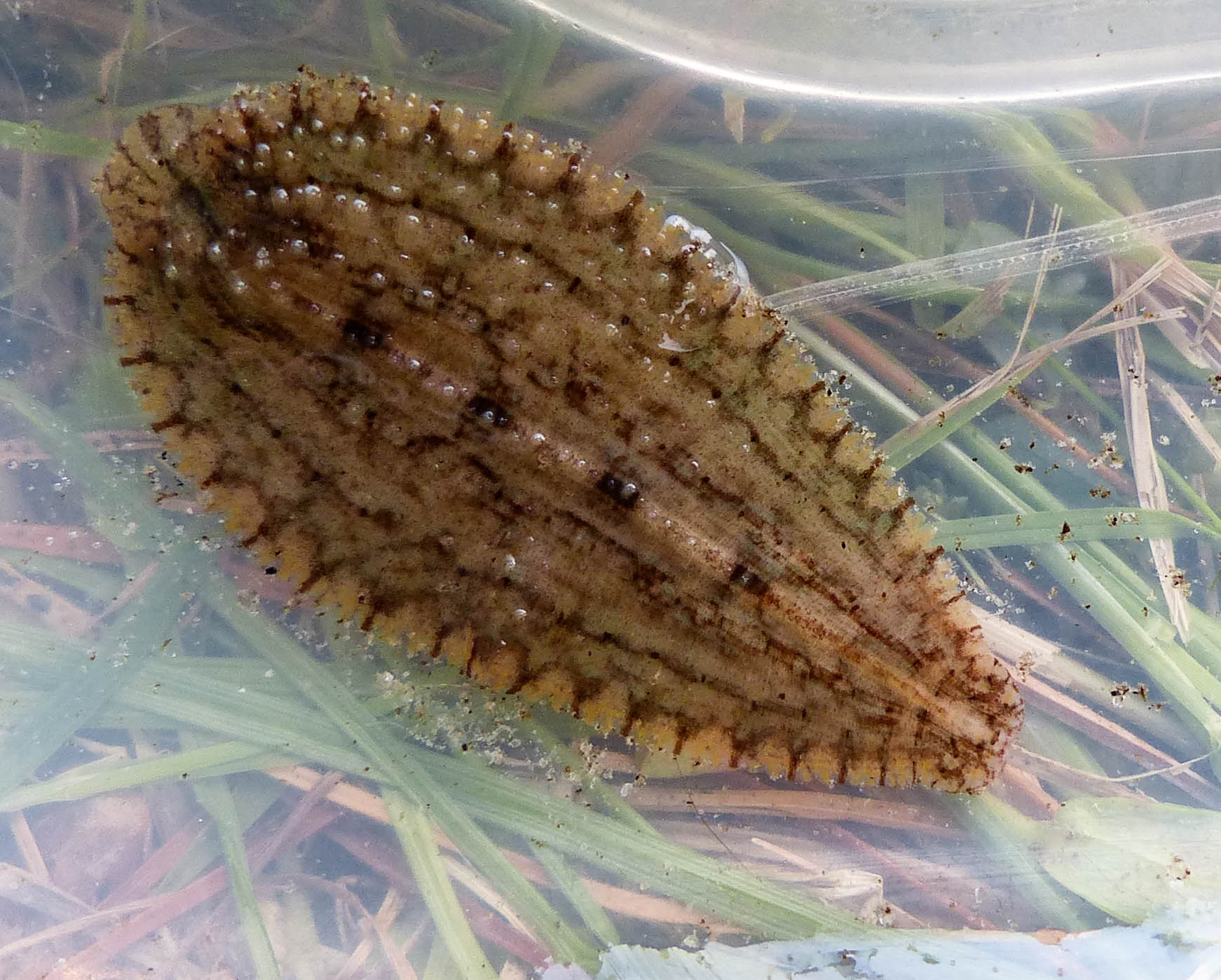 Turtle Leeches If leeches ate peaches…* – Eyes on the Wild