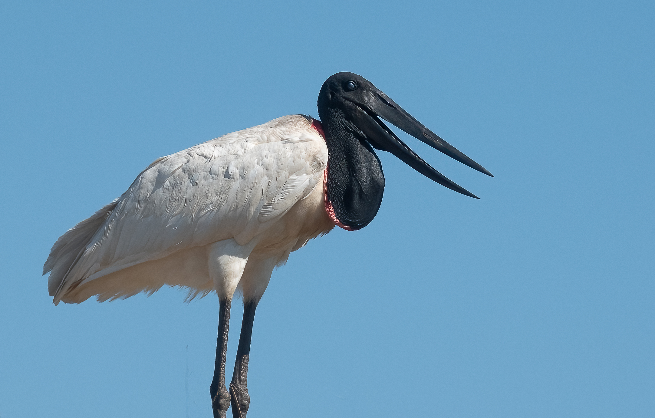 Jaru Insect ‘And hast thou slain the Jabiru?’ * – Eyes on the Wild