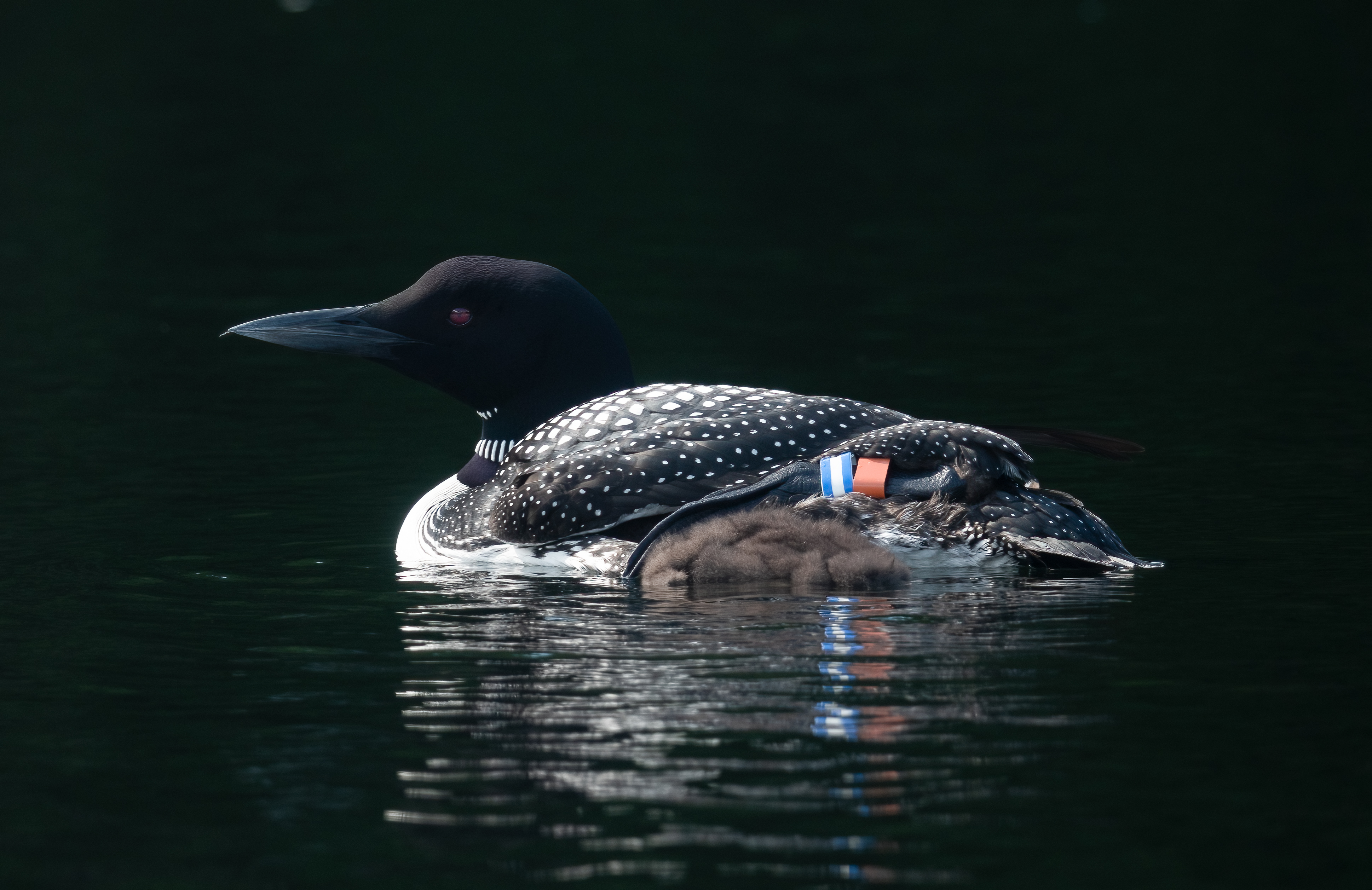 The life of a little loon – Eyes on the Wild