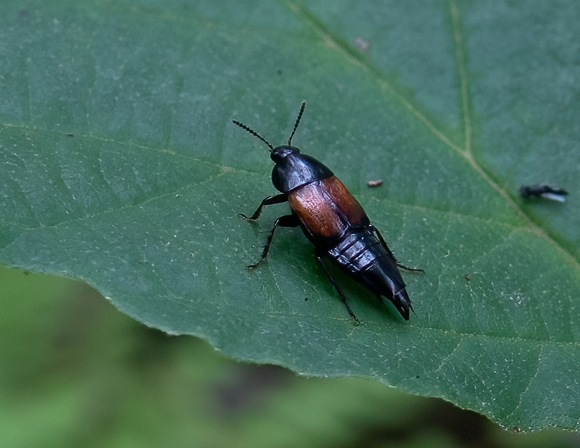 “The choreographers of biodiversity” – Eyes on the Wild